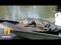 Alligator Hunting Challenges and Strategies