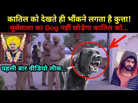 Sidhu Moose Wala's dog barks after seeing the photo | NOOK POST #sidhumoosewala #sidhumossewala