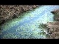 Chesapeake Bay Dead Zones Impact