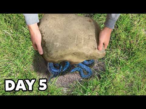 Rock Flipping Leads to Incredible Find!