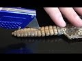 Rattlesnake Rattle Facts and Misconceptions