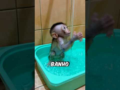 O Macaco AMA Tomar Banho! #curiosidades #incrível #fofura