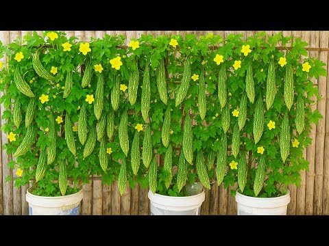 Grow Bitter Melon Fast in Plastic Tubs and Harvest a Super High Yield