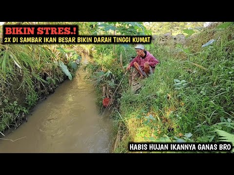 EMOSI.!! MANCING SEHABIS HUJAN DI SAMBAR IKAN GEDE2 BIKIN EMOSI