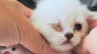 Kitten cries all the time when I treat his eyes. Our boy is not patient
