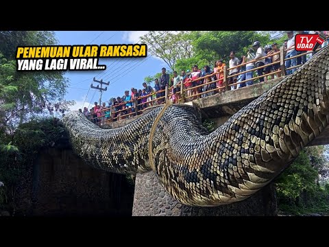 Viral Kemunculan Ular Raksasa di Bawah Jembatan Gegerkan Warga Sekampung. Ukurannya Bikin Merinding