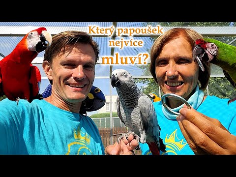 773 - Pavel, Vlaďka a mluvící papoušci z Království papoušků