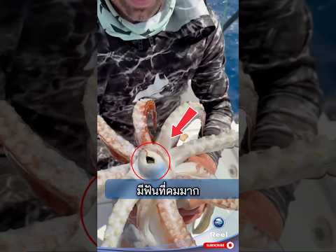 อย่าเผลอให้ปลาหมึกกัด ฟันมันคมมาก