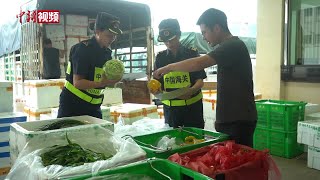 “桦加沙”来袭 珠海海关全力守护澳门居民“菜篮子”