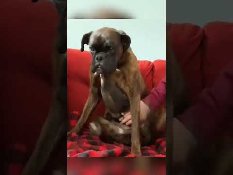 Dogs being idiots part 130: Found the right spot 🤣🐕 #funnydog #funnypet #cutedog #dog #funnyanimal