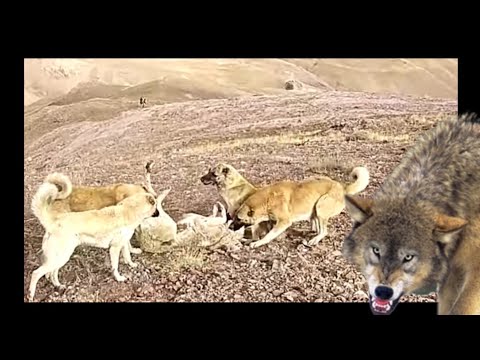SÜRÜYE GELEN KURT KANGALLARA YAKALANDI  KURT BELGESELİ HD İZLE YENİ WOLF VS DOG