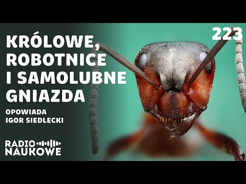 Mrówki – biochemiczne roboty (?) tworzące superorganizmy (?) | Igor Siedlecki