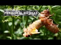 Cicada Periodicity and Prime Numbers