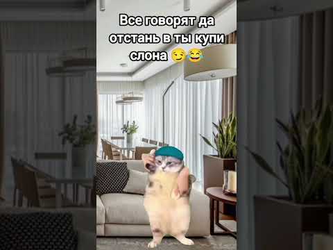 хехе 😏🤣 #рек #youtube #рекомендации #ютуб #cat 😁👌