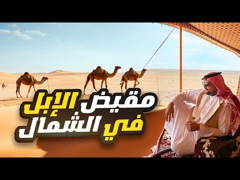 ابل الأمير ناصر بن نواف في شمال المملكة