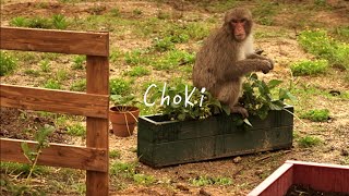 Monkeys Ruined My Potatoes Before I Could Harvest 😢😢😢😢😢😢