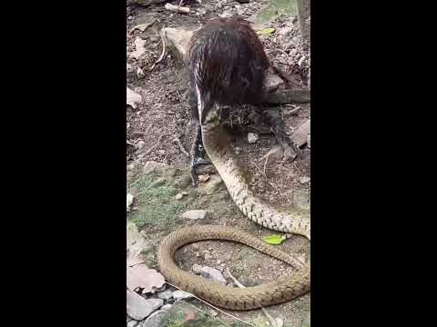 뱀의 사냥을 피하기 위해 진화된 영리한 새의 둥지 #animals #nest #snake #birds #wildliferescue #nature #cobra2025