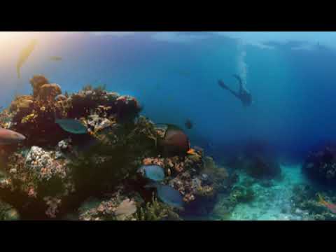 NO BARRIERS REEF 360 VIDEO