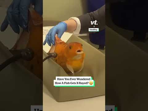 Have you ever wondered how a fish gets x-rayed? 😆
