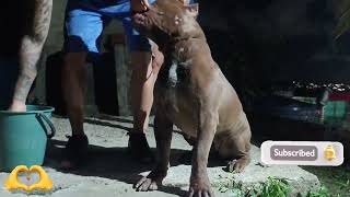 Pitbull American  #lekthebestkennel 