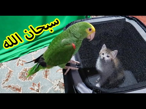 شيصير اذا حطيت ببغاء مع قطة لاول مرة ؟ ميزو واخته الجديدة !!