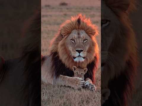 LION 🦁 #love #son #king #jungle #lion #views #viralvideo #youtubeshorts #subscribe #channel #like