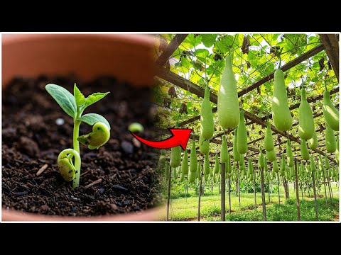 Grow Bottle Gourds from Seeds in Just 7 Days with This Simple Trick