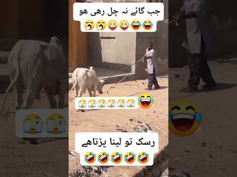 Dangerous Bull 7 ||