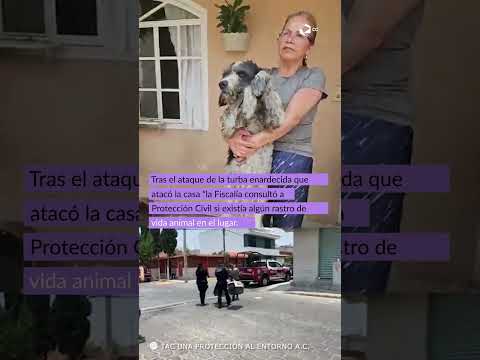 El rescate de Fénix el perrito que sobrevivió al caos en el caso Misael