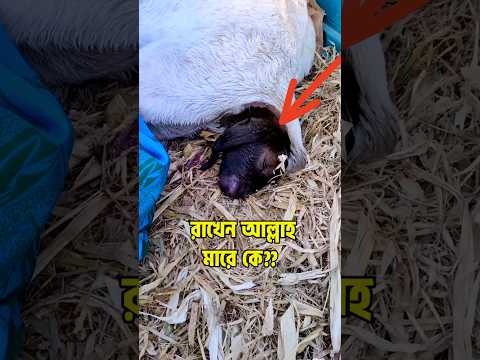 ছাগলের বাচ্চা ডেলিভারি করার নিয়ম | ছাগল খামারিদের জন্য করনীয় #goat #farming