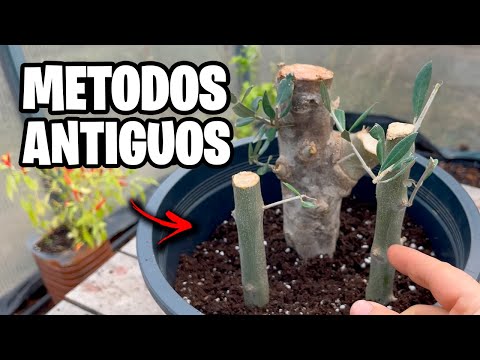 Como Plantar Sin RAIZ!! Miles de Plantas GRATIS Paso a Paso | La Huerta de Ivan