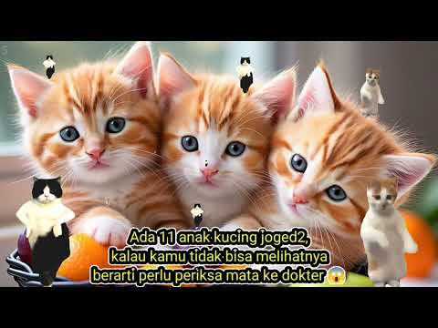 Tebak anak kucing meong-meong lucu, upin ipin, layangan, skibidi toilet, kucing, anomali,
