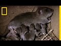 Understanding Rats in India