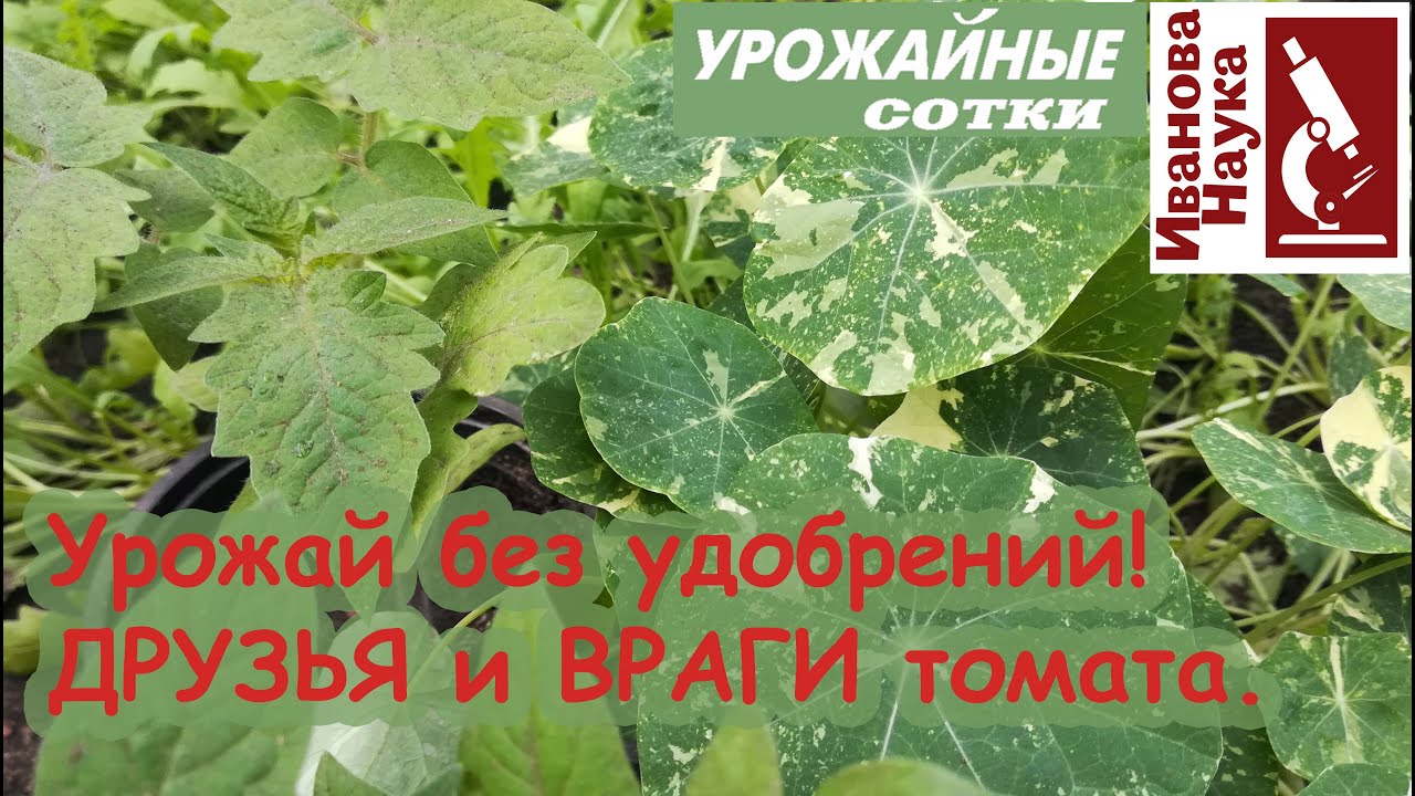 Урожай без удобрений! Лучшие и худшие соседи и компаньоны для томата