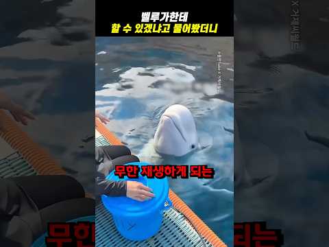 벨루가한테 할 수 있겠냐고 물어봤더니