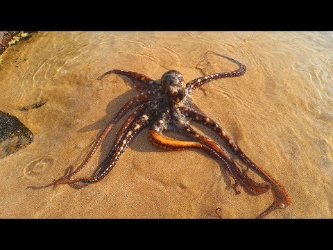 Catch n' Cook Hawaiian OCTOPUS!