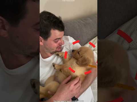 When a new puppy came into the house, the old dog became sad.🐶✨