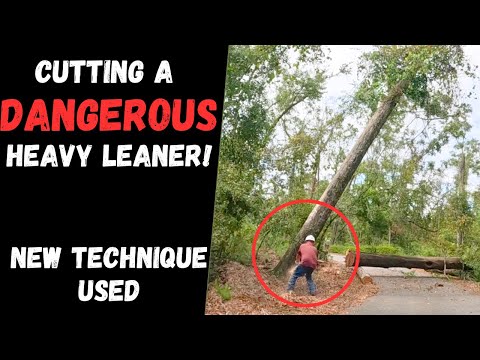 DANGEROUS Heavy Leaning Tree Removal!