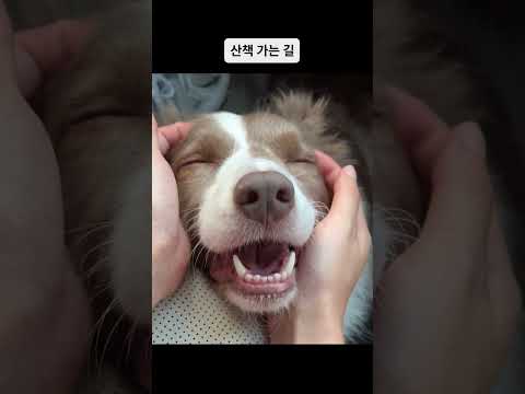 보더콜리 산책 전, 후의 표정 변화