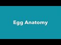 Egg Development and Chick Care