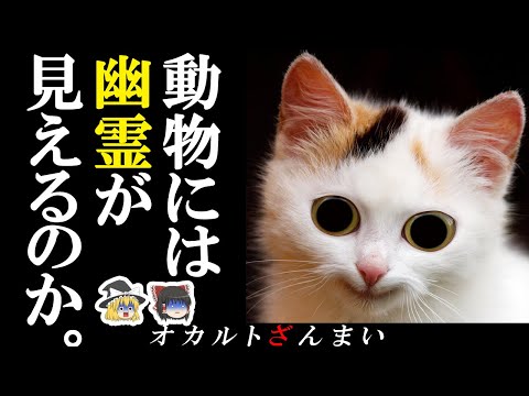 【※疑問】動物には幽霊が見えると思いますか？【ゆっくり解説】