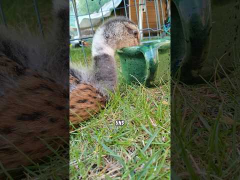 Der Ente Enton ist etwas schreckliches passiert. #ente #schrecklich #traurig #autos #tierschutz