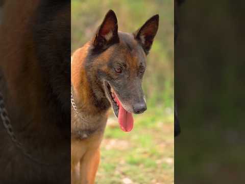 टॉमी के बच्चे होने वाले हैं 💃💃#shorts #pets #pets