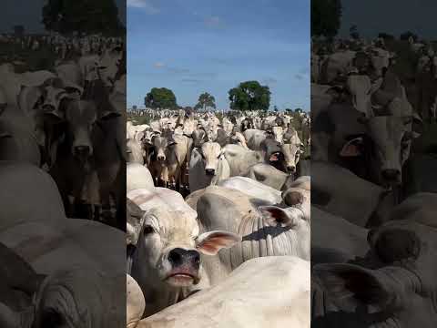 Escuta o barulho do dinheiro #nelores #gado #pecuaria #nelore #roça #agro #boi