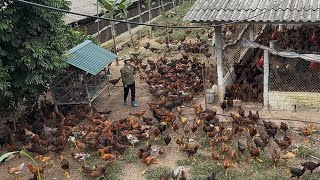 Chicken Farm - How to fatten chickens the fastest - How to take care of baby chickens