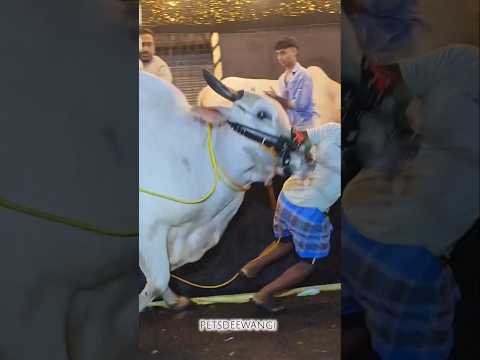 Most Dangerous ox unloading fall down man 2025 #angrybull #shorts #viralshorts #trending