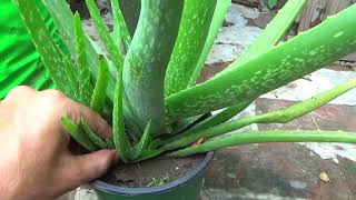 How to Grow Thick & Large Aloe Vera Leaves | Aloe Vera Plant Care Tips