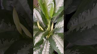 Dieffenbachia plant with flowers. Rare! #Dieffenbachia #flowers #rare #nature #shorts #fullbloom