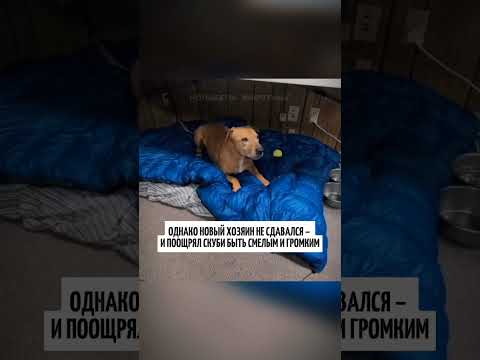 Пес пытается жить новой жизнью.