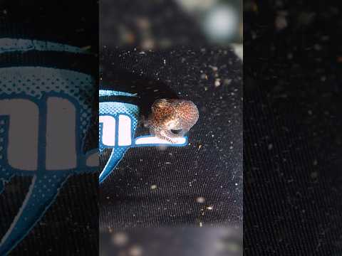 Micro Squid is Super Smart!
